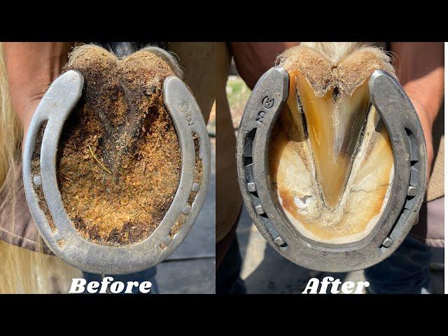 Farrier-Hoof Restoration-Satisfying