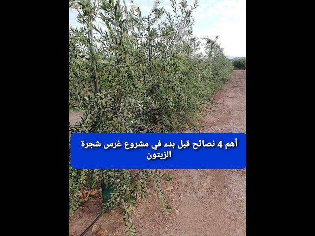 أهم 4 نصائح قبل بدء في مشروع غرس شجرة الزيتون