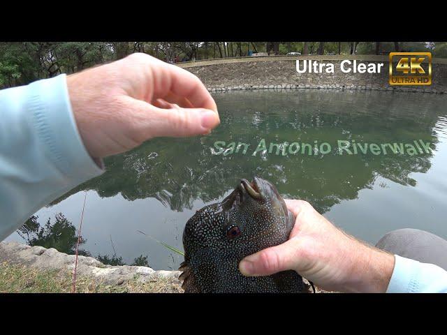 Is it legal to fish here? - San Antonio riverwalk park - McFly Angler Episode 87