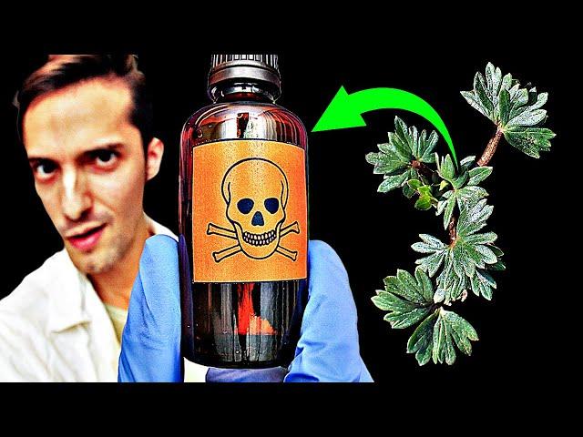 So schnell tötet dich die giftigste Pflanze Deutschlands