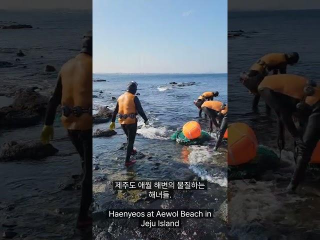 제주도 애월 해변 해녀들