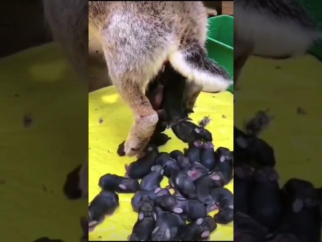 50 rabbits baby giving birth whit rabbit Mather #rabbit #shortsfeed #tranding #bunny #viralshort