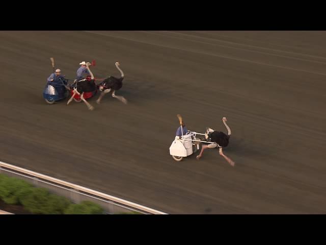 June 18, 2016 - Ostrich Derby