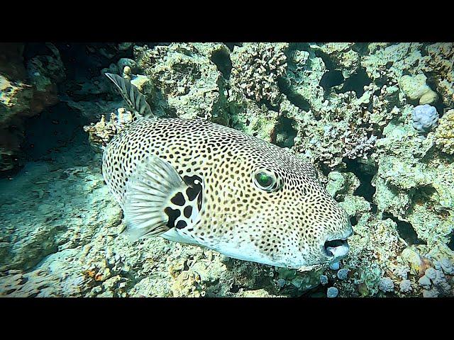 Starry puffer (Arothron stellatus)  stellate pufferfish (4K)