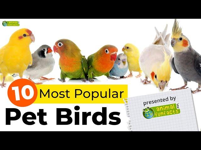 Top 10 Most Popular Pet Bird Breeds ️