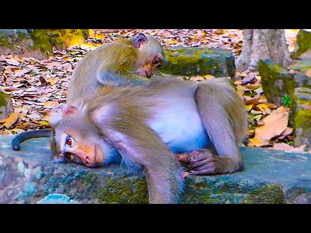 Sweet time monkey Rainbow help comforting mama Libby to take rest