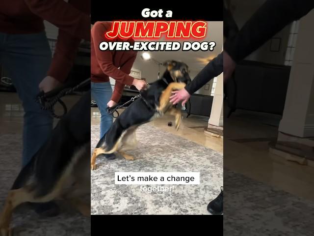 Got a Jumping, Over-Excited Dog? Let’s Make a Change Together! #dogtraining #dogtrainer #jumping