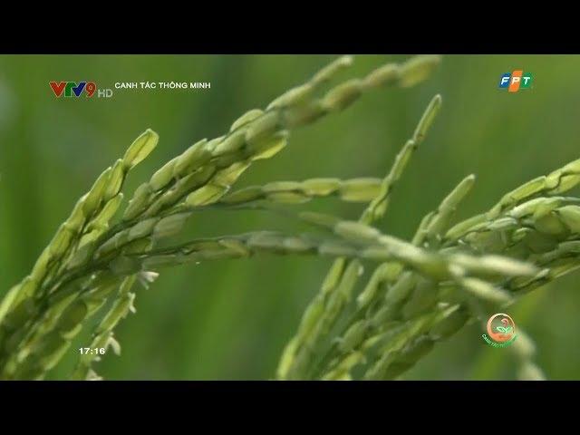 CANH TÁC THÔNG MINH: CHĂM SÓC LÚA GIAI ĐOẠN TRỔ, CHÍN_SỨC SỐNG TRẺ SẢN XUẤT
