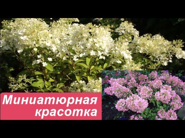 Гортензия Бобо: описание и характеристики сорта