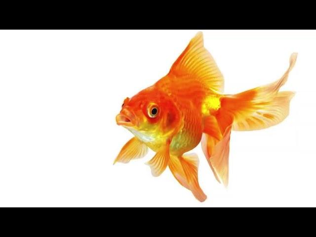 Маленькая рыбка о мамы убежала
