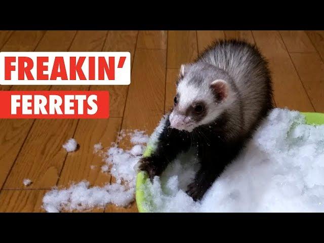 Freakin' Ferrets | Funny Pet Video Compilation