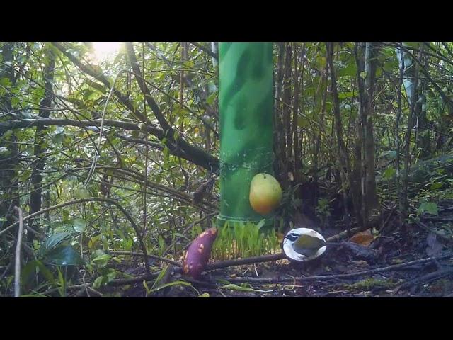 WILD ANIMAL SHOW. NORDESTE E SUA NATUREZA