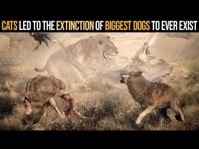 Cats Led to the Extinction of Biggest Dogs To Ever Exist