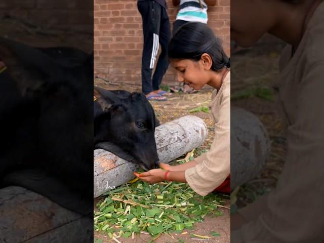 Calf-naming Ceremony Celebrations at Isha Gaushala