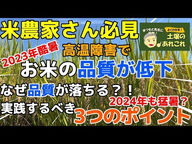 イネの高温障害対策　2023年の酷暑でお米の品質が低下！　夏の環境が変化するなかで水稲栽培に必要なことは？　～松本先生の土壌あれこれ～