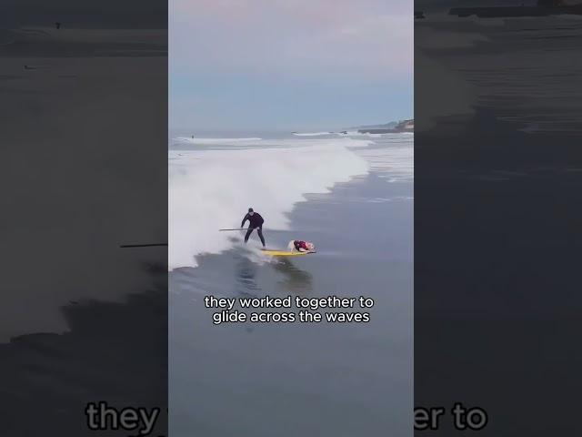 Surfing dog.#shortsvideo #shorts #animals #animal #dog #cute