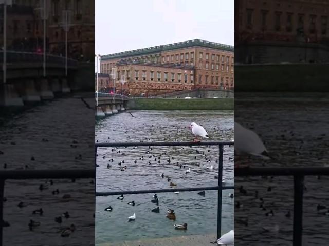  Royal Palace Stockholm Sweden 【4k UHD walk】