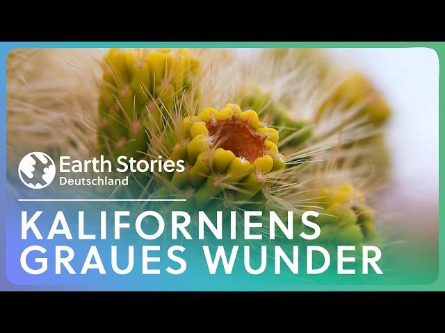 Die Graue Mojave: Eine bunte Wüste? | Earth Stories Deutschland