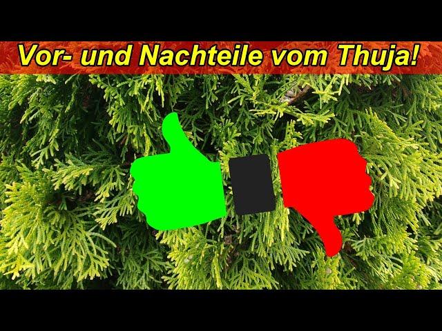 Vorteile & Nachteile von Koniferen - Thuja Hecke anlegen ja, oder nein? Welche Alternative gibt es?