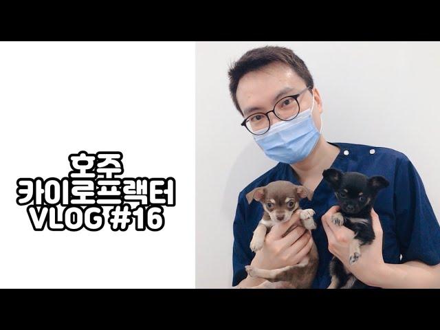 출근하고 일하고 퇴근하고 밥먹고ㅣ호주 카이로프랙터의 일상 • 브이로그 • vlog • 호주 이민• 카이로프랙터 ㅣ 모리골 청년 Vlog