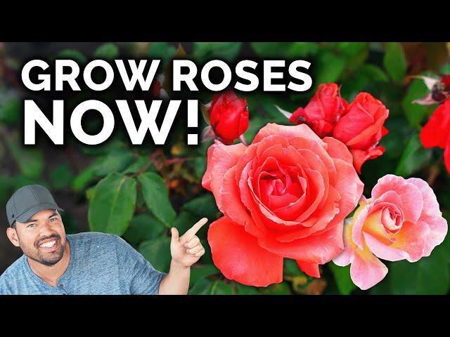 Growing Roses, A Complete Beginner's Guide