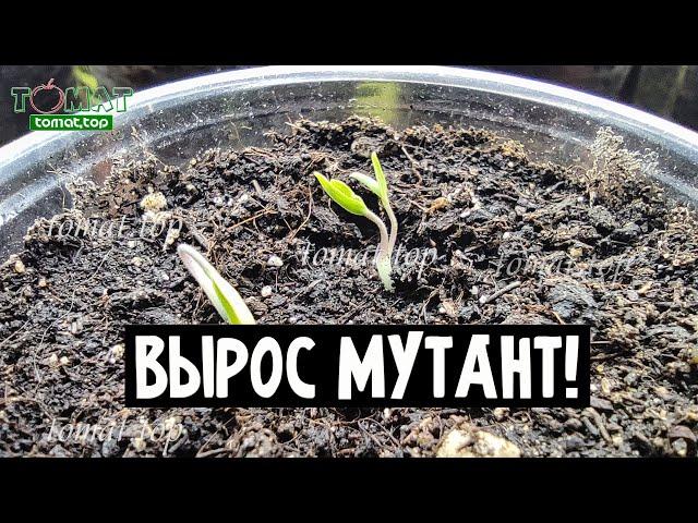 Вырос томат мутант! Вот такие бывают отклонения у томатов