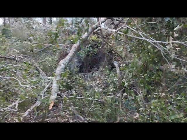 Hurricane Helene, Augusta GA-DOWNED TREES EVERYWHERE!