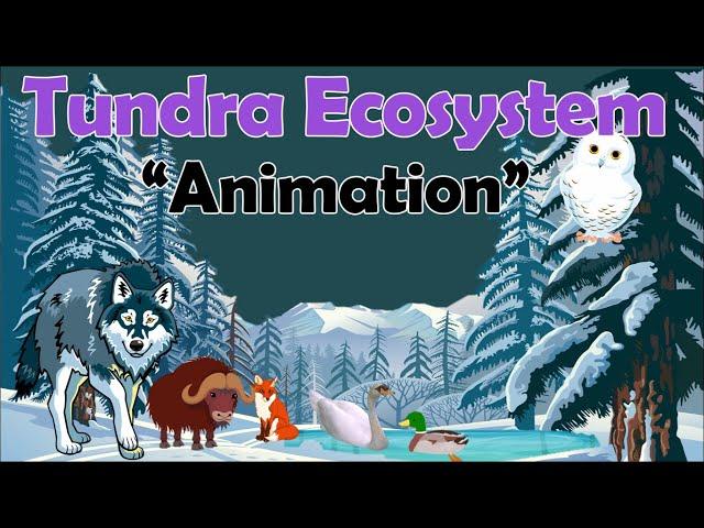 TUNDRA ECOSYSTEM | Biology Animation