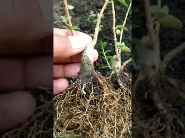 Make a beautiful tree || akar sudah terprogram// make the best tree roots