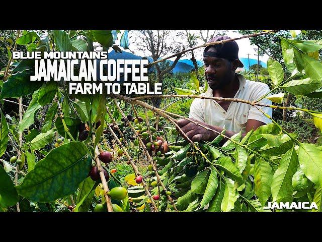 JAMAICAN COFFEE (FARM TO TABLE)!! Ft. DREW BINSKY {BEST COFFEE}