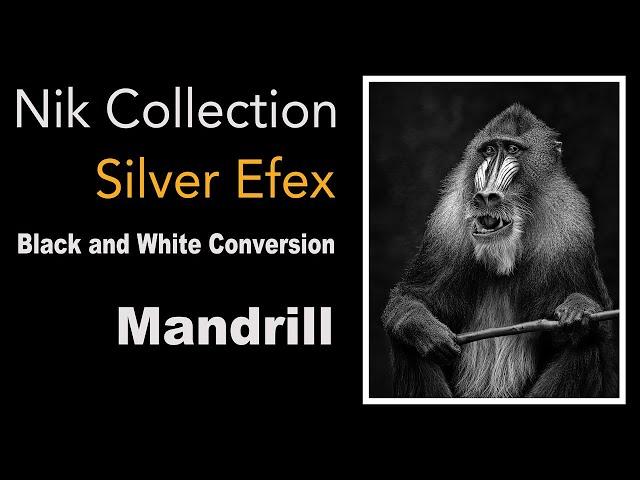 NIK SILVER EFEX ( NIK COLLECTION 6) Black and White Conversion of a Mandrill