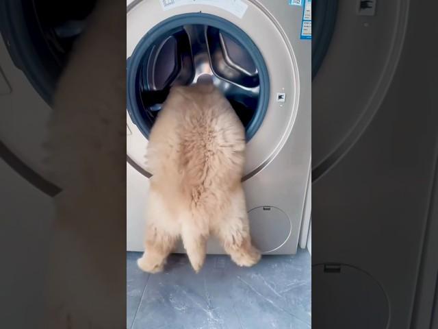 호기심 많은 아기 골댕이에겐 모든 것이 장난감 ️ #shorts #골댕이 #강아지 #pets #animals #goldenretriever