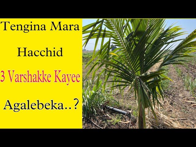 How to get Coconut Fruits in 3 year old tree // Tengina mara Netta 3 Varshakke Kayee Suru