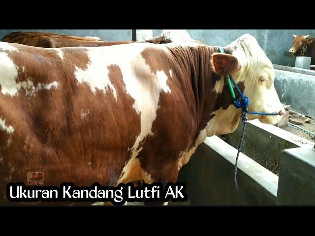 REVIEW KANDANG SAPI SEDERHANA LUTFI AK... kira kira habis dana berapa ya...?!