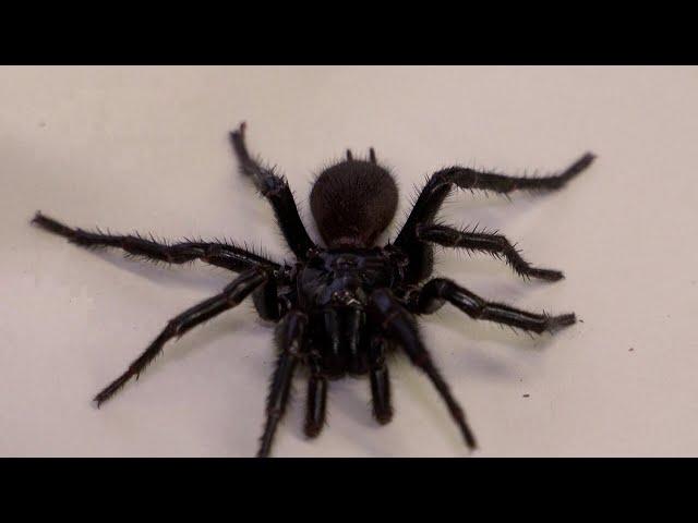 Scientists in Australia discover larger “Big Boy” species of deadly funnel web spiders