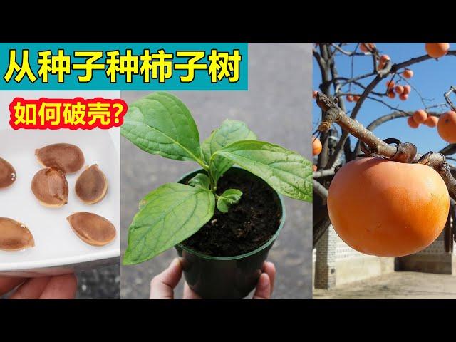 Growing Persimmon tree from seeds 从种子种柿子树