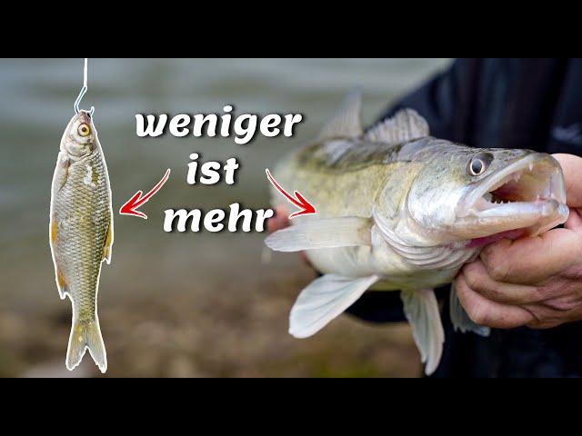 Mit Köderfisch am Fluss! Die beste & einfachste Grundmontage zum Angeln