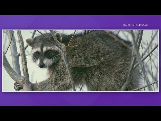 Idaho infant attacked, hospitalized by raccoon inside family home