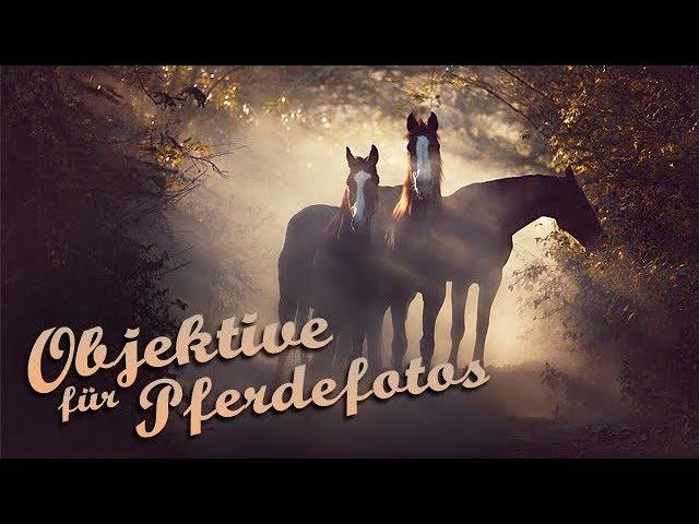 Which lens for animal and equine photography? | Q&A with Wiebke