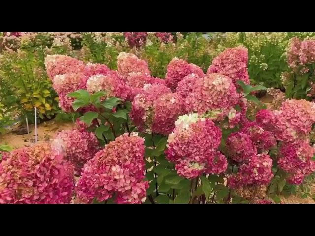 Гортензия метельчатая (Hydrangea paniculata `Краса Лесково`) из питомника «Лесково»