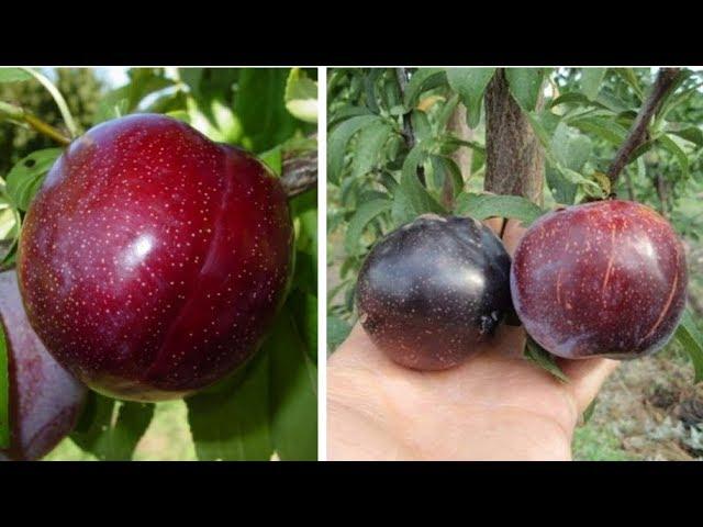 ШАРАФУГА (гибрид персика, абрикоса и сливы)