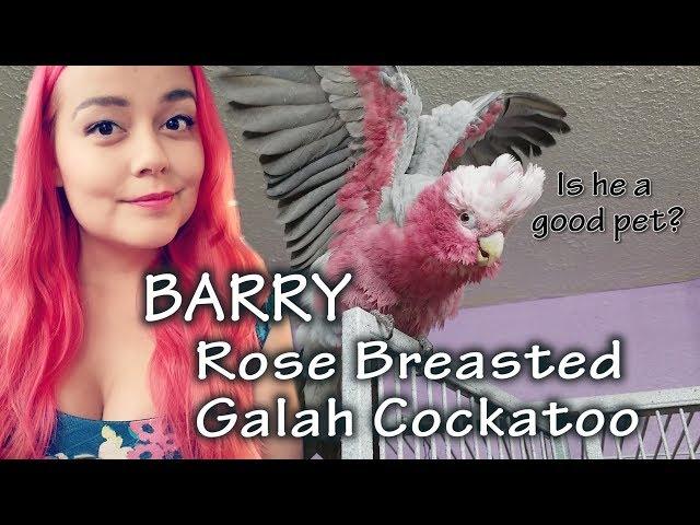 Rose Breasted Galah Cockatoo Care