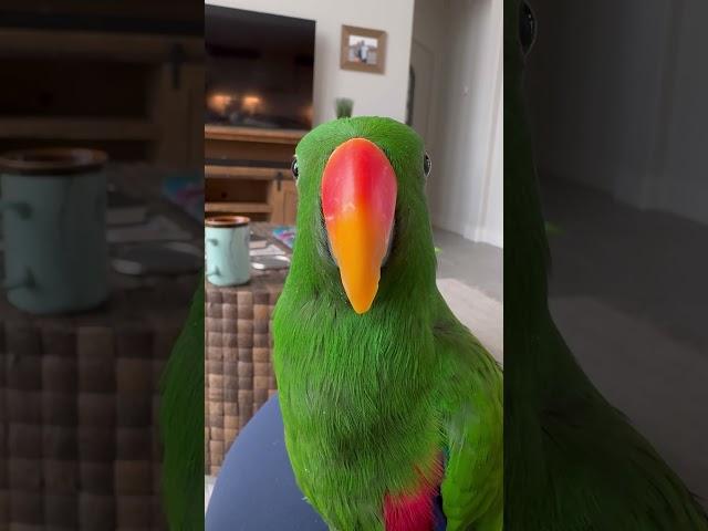 Where’s your tongue?  #gideon #eclectusparrot #birds #parrot