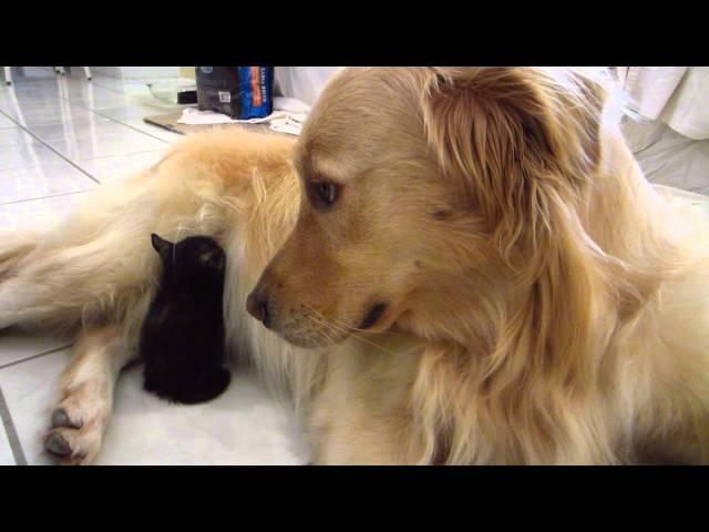 So Cute - Tiny Tortie Foster Kitten Falls Asleep Tucked Away In Dog's Stomach Fur - 3 Weeks Old