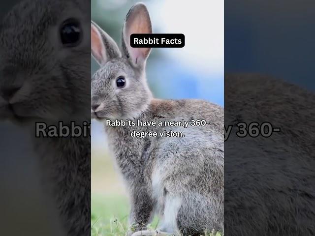 Amazing Rabbit Facts: 360-Degree Vision! #Shorts