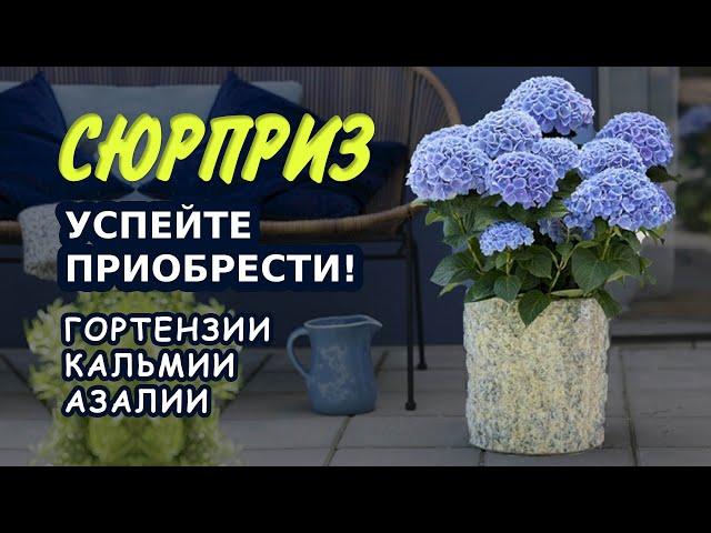 Саженцы гортензий, саженцы кальмии, саженцы азалии. Продажа