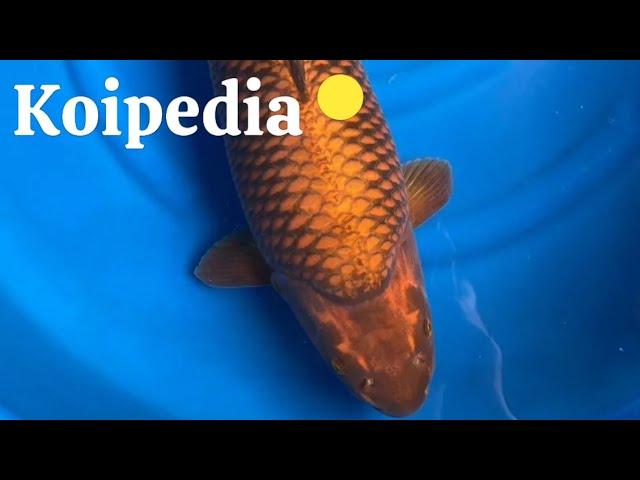 Ultimate Guide to Stunning Koi: Expert Tips and Breathtaking Footage!