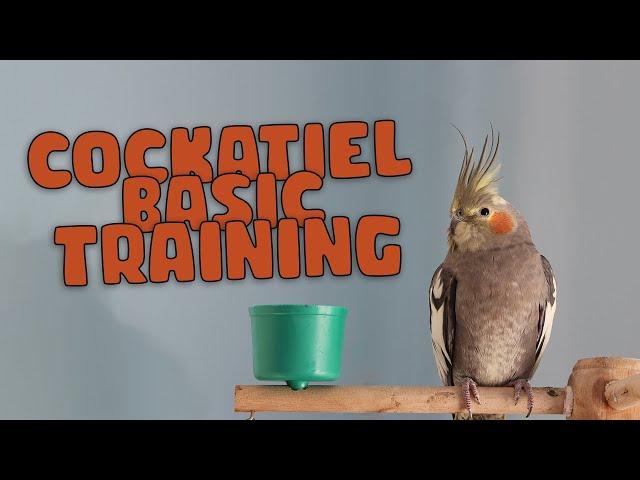 Cockatiel training : Basic approach (beginner stage)