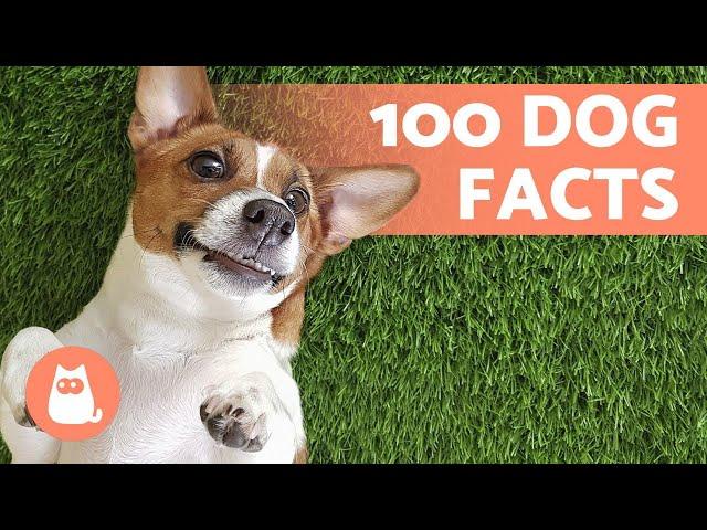 100 FACTS About DOGS That Will Surprise You  Discover them!