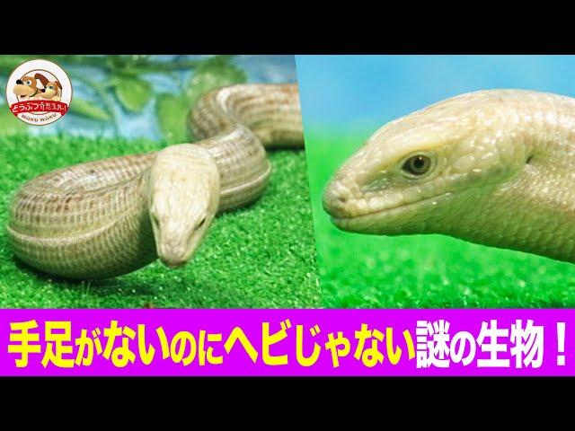 手足がないのにヘビじゃない！不思議な爬虫類「ヘビトカゲ」の正体とは…!?【どうぶつ奇想天外／WAKUWAKU】